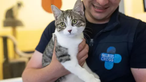 White and grey tabby cat Cloud being held by someone wearing a blue gillet with Blue Cross logo